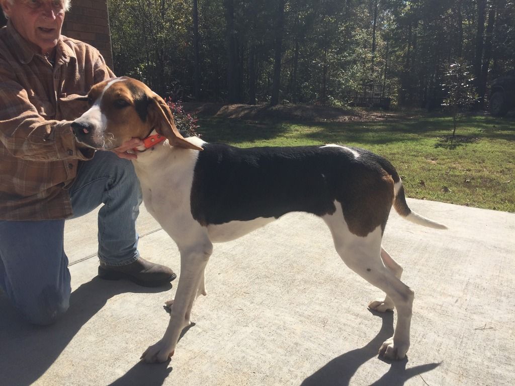 UKC Forums Treeing Walker Dog for Sale